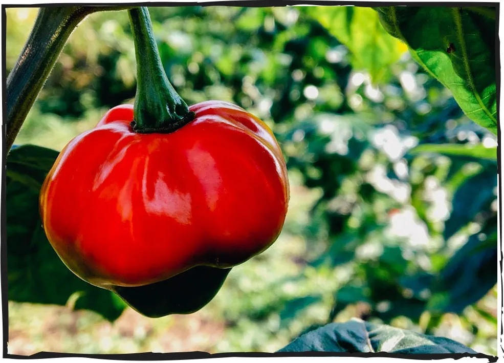 Heirloom Organic Red Scotch Bonnet Seeds (Aka Bonney Peppers, Caribbean Red Peppers)