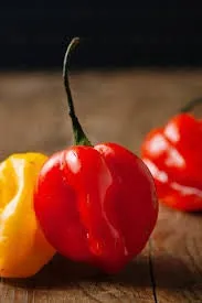 Heirloom Organic Red Scotch Bonnet Seeds (Aka Bonney Peppers, Caribbean Red Peppers)