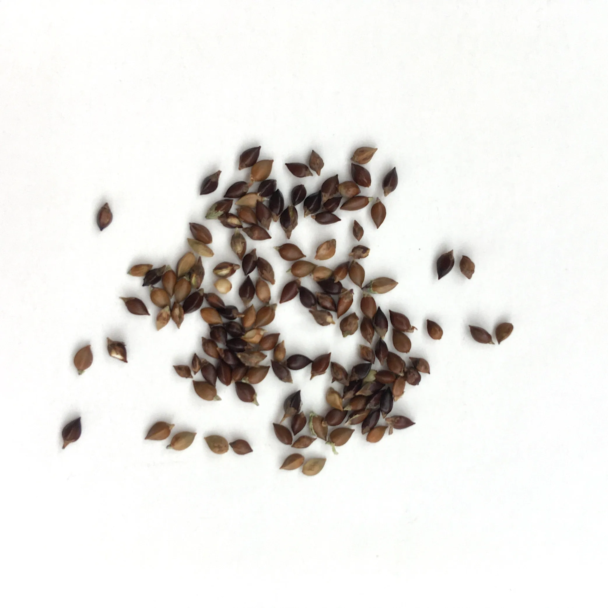 Indigo Seeds - persicaria tinctoria