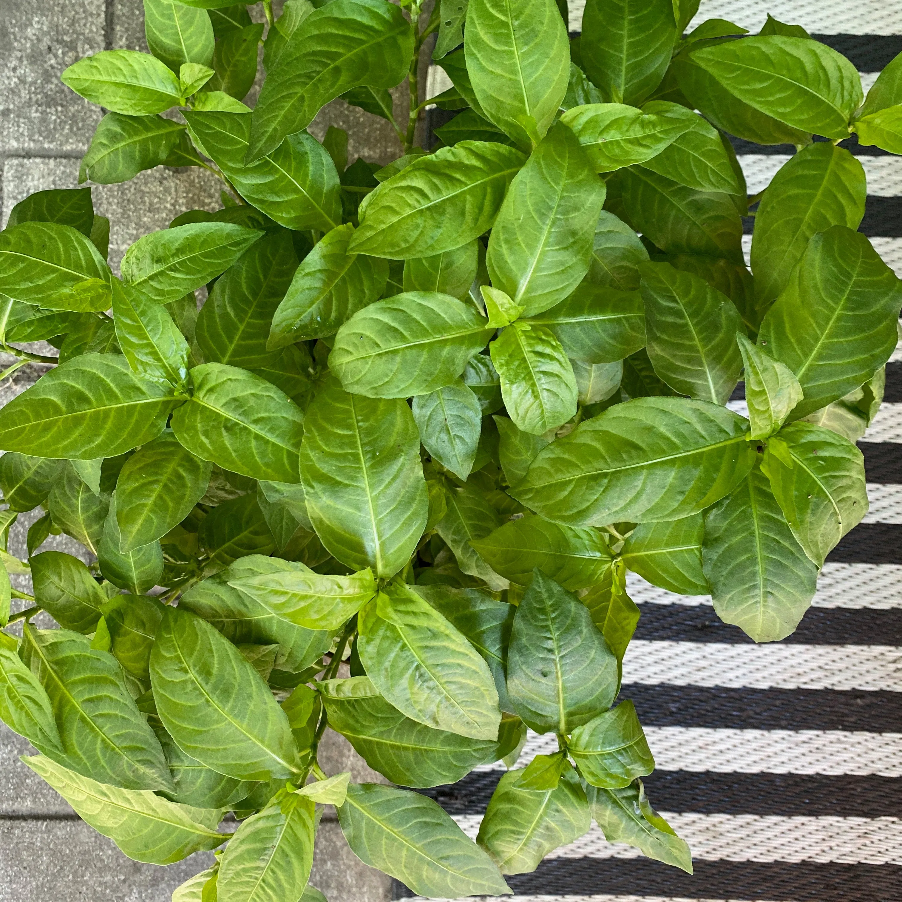 Indigo Seeds - persicaria tinctoria