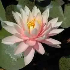 'Nymphaea 'Pink Grapefruit' - Pink and Yellow Hardy Lily (Bare Root)