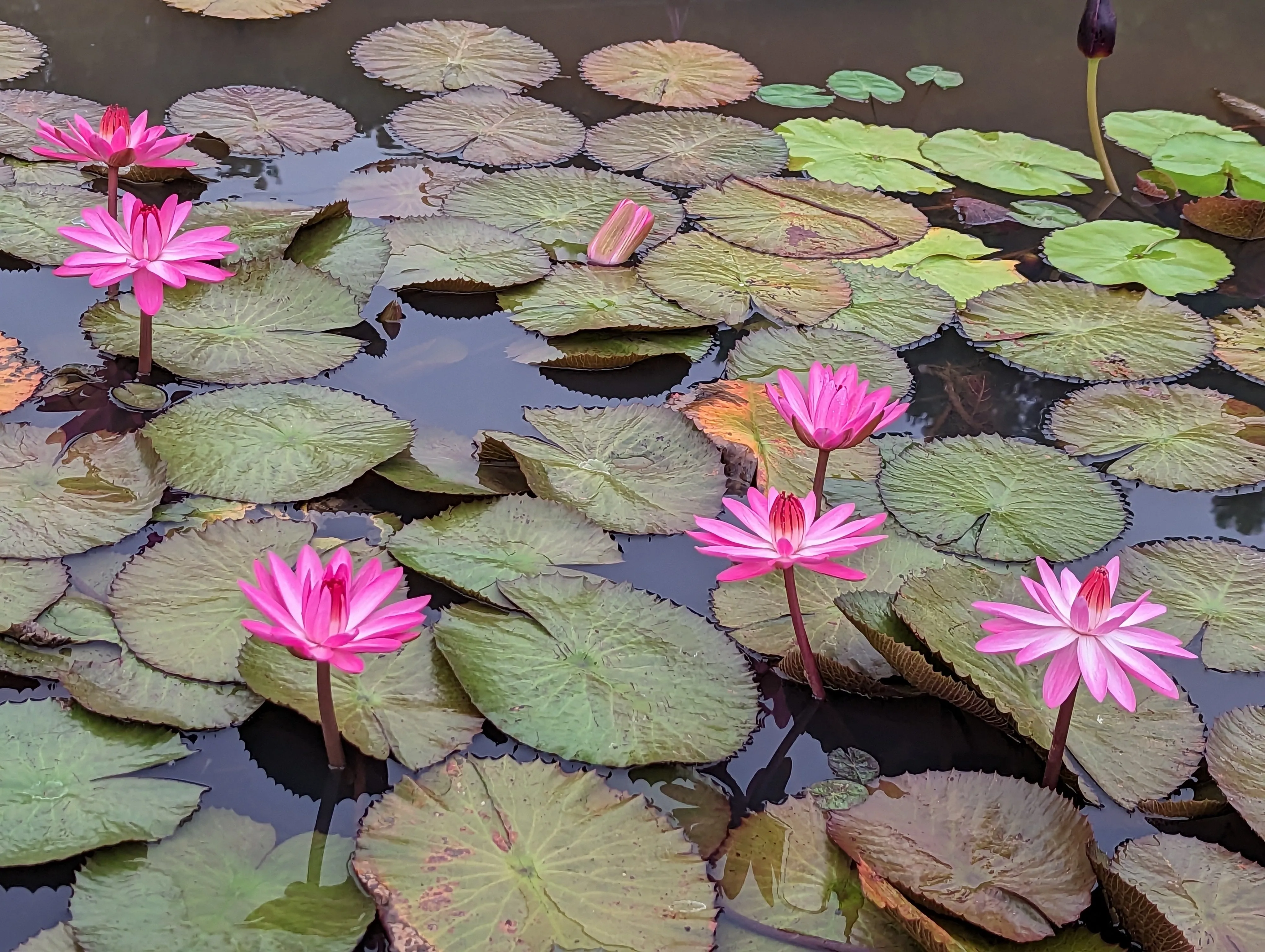 Pink Night Blooming Waterlily <br> Evening blooming <br> THIS SHIPS IN SPRING & SUMMER