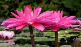 Pink Night Blooming Waterlily <br> Evening blooming <br> THIS SHIPS IN SPRING & SUMMER